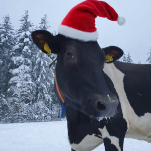 Joulukortit Piiroomäki