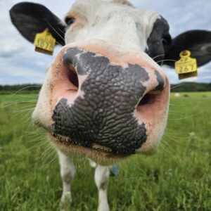 Seinäkalenteri 2026