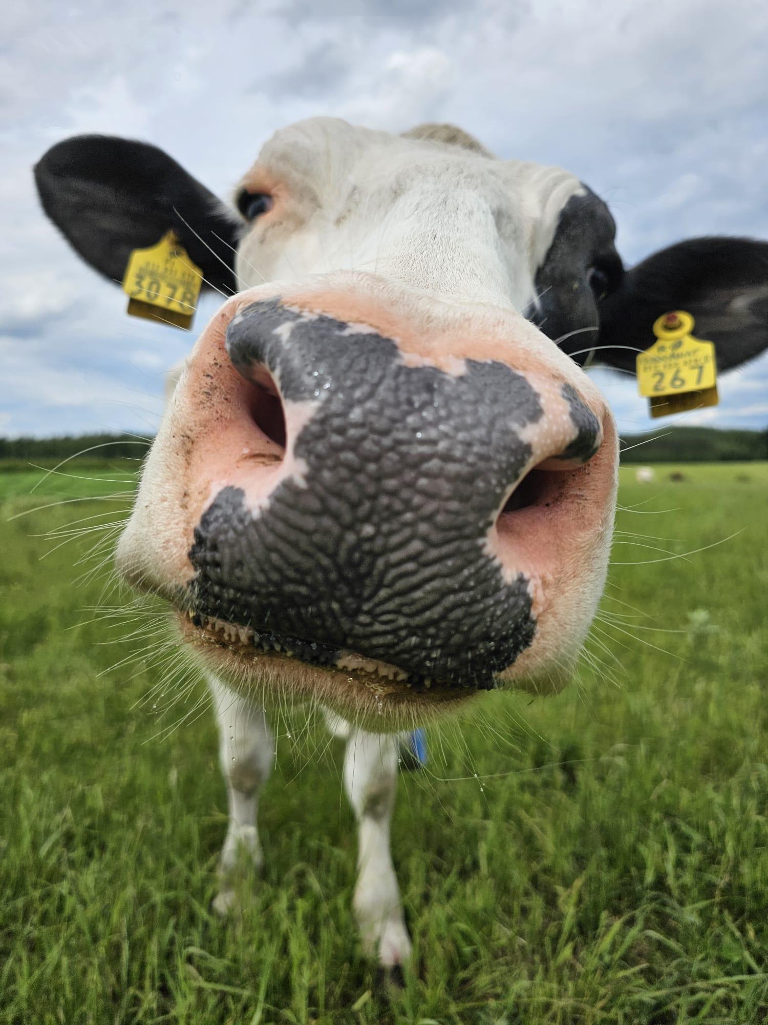 Seinäkalenteri 2026