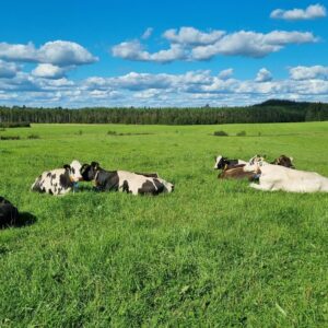 Emalimuki Piiroomäki