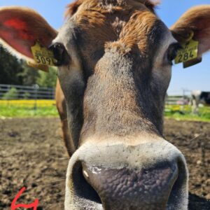 Jääkaappimagneetti