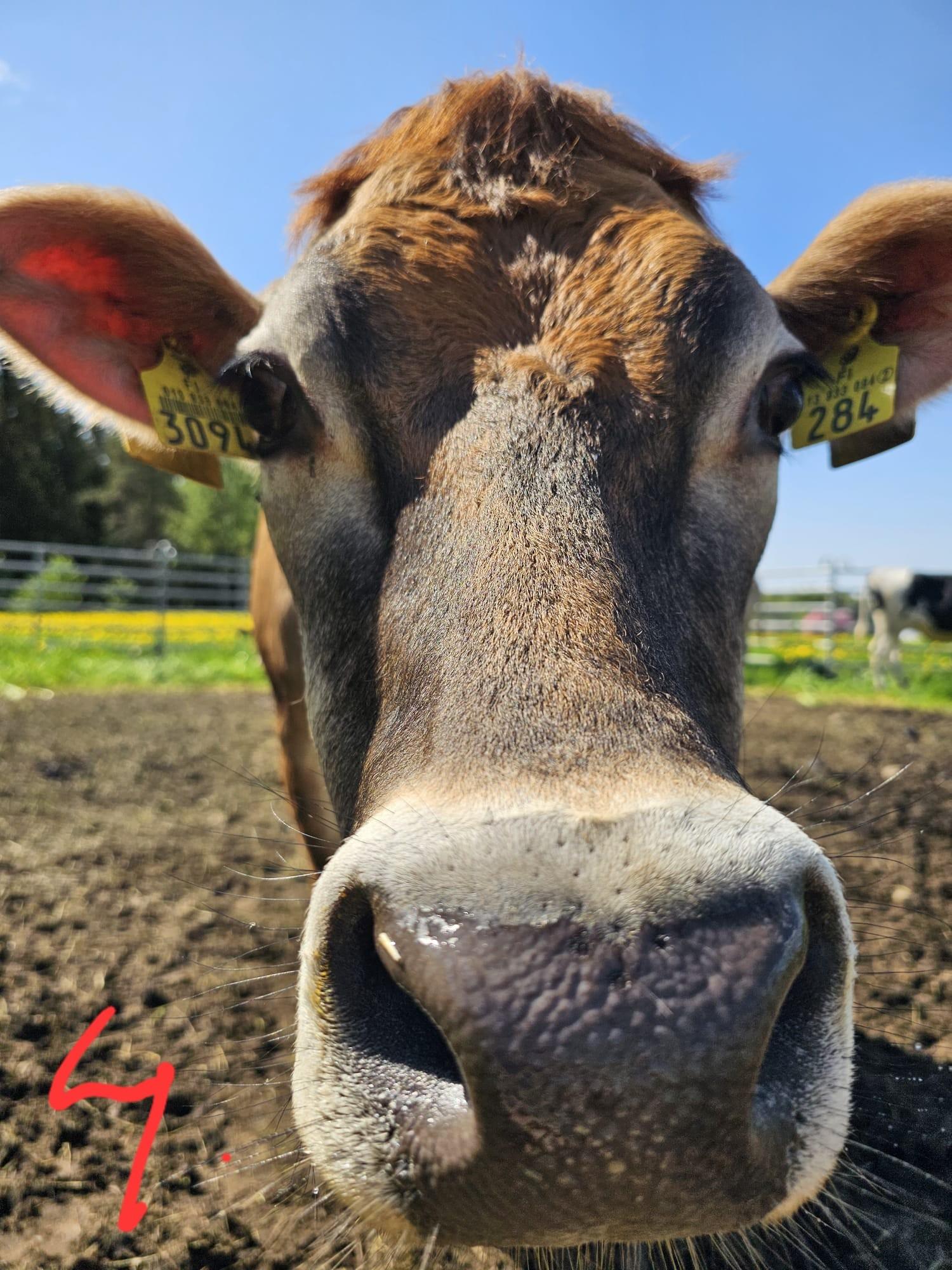 Jääkaappimagneetti