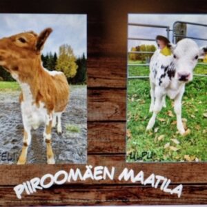 Kesäiset postikortit